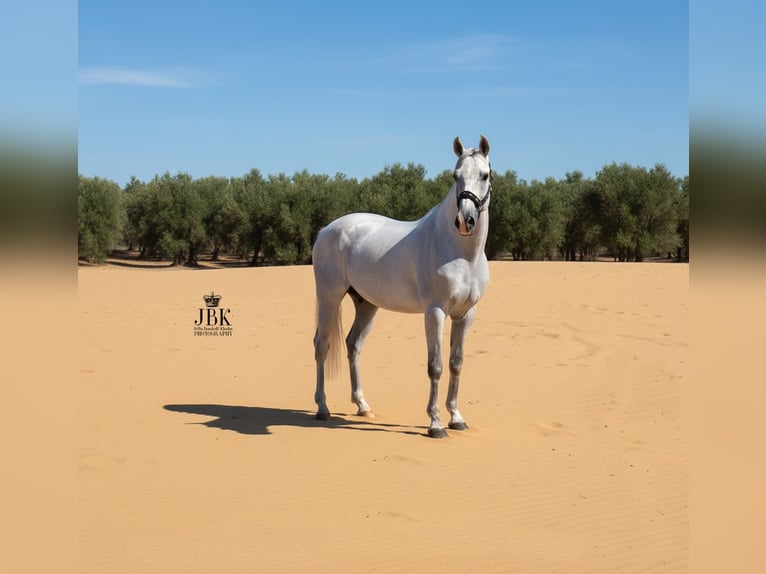 PRE Stallion 11 years 15,2 hh Grey in Tabernas Almeria