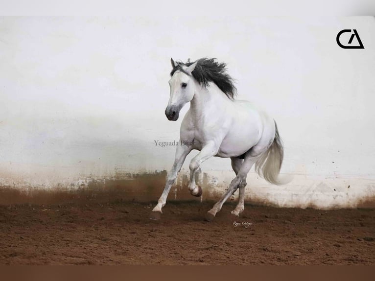 PRE Stallion 11 years 15,2 hh Grey in Puerto Lumbreras