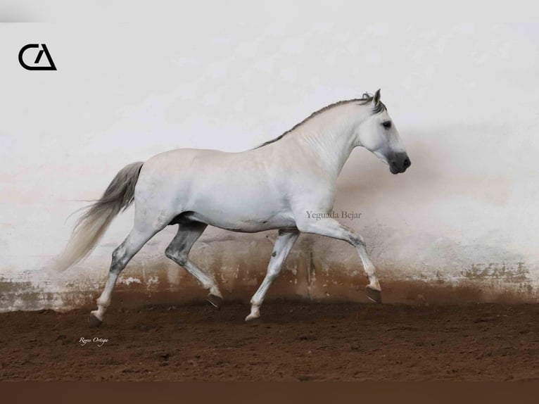 PRE Stallion 11 years 15,2 hh Grey in Puerto Lumbreras