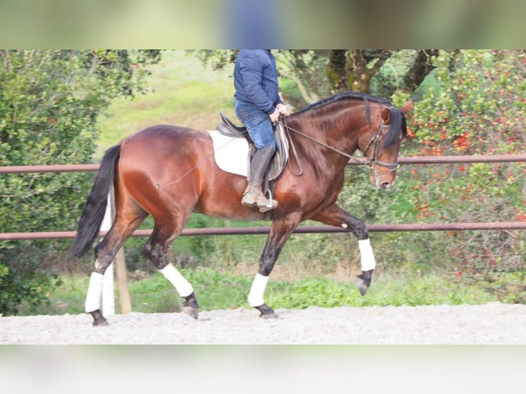 PRE Stallion 11 years 16,1 hh Bay in NAVAS DEL MADRONO