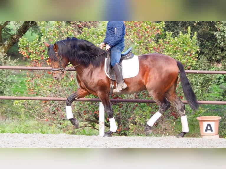 PRE Stallion 11 years 16,1 hh Bay in NAVAS DEL MADRONO