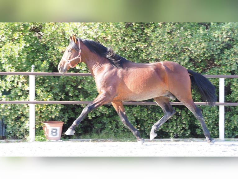 PRE Stallion 11 years 16,1 hh Bay in NAVAS DEL MADRONO