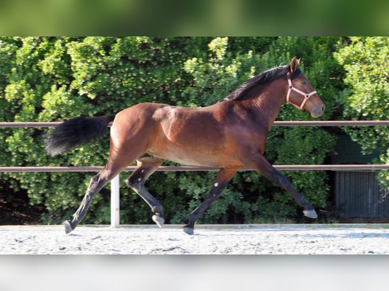 PRE Stallion 11 years 16,1 hh Bay in NAVAS DEL MADRONO