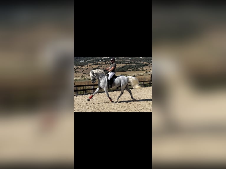 PRE Mix Stallion 11 years 16,1 hh Gray in Las Piñas