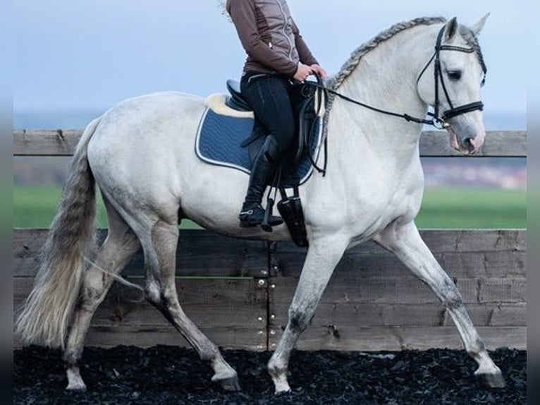 PRE Stallion 11 years 16,1 hh Gray in Saarbrücken