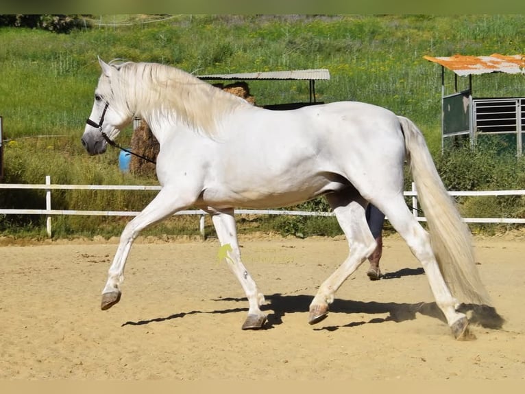PRE Stallion 11 years 16.1 hh Grey in Provinz Malaga