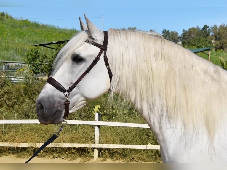 PRE Stallion 11 years 16.1 hh Grey in Provinz Malaga
