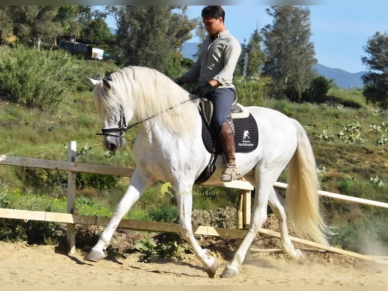 PRE Stallion 11 years 16.1 hh Grey in Provinz Malaga