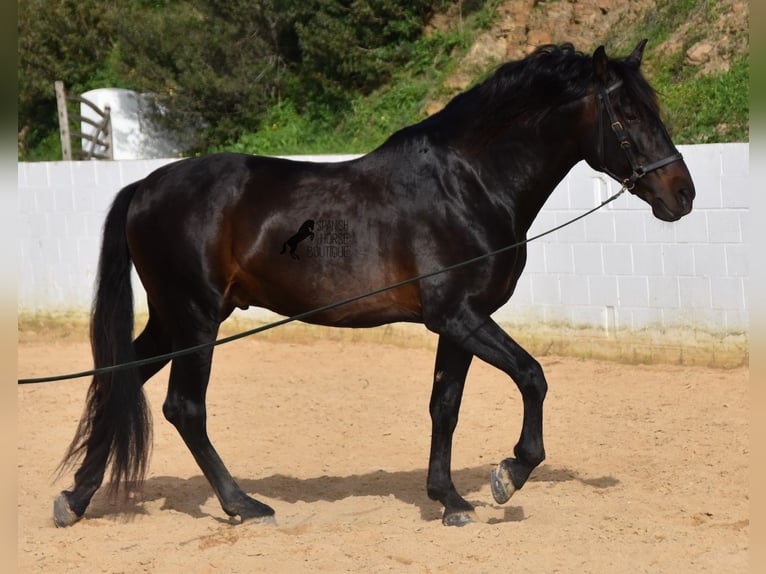 PRE Stallion 11 years 16,2 hh Brown in Menorca