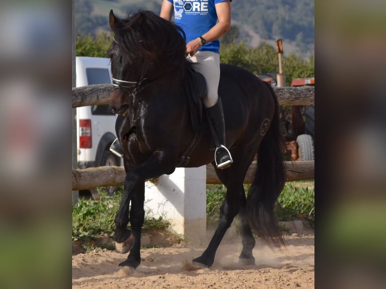 PRE Stallion 11 years 16,2 hh Brown in Menorca