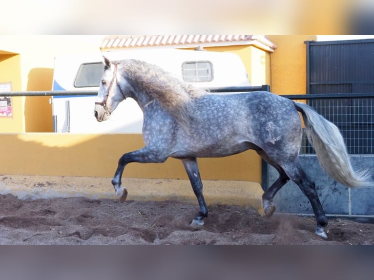 PRE Stallion 11 years 16,2 hh Gray in NAVAS DEL MADRONO