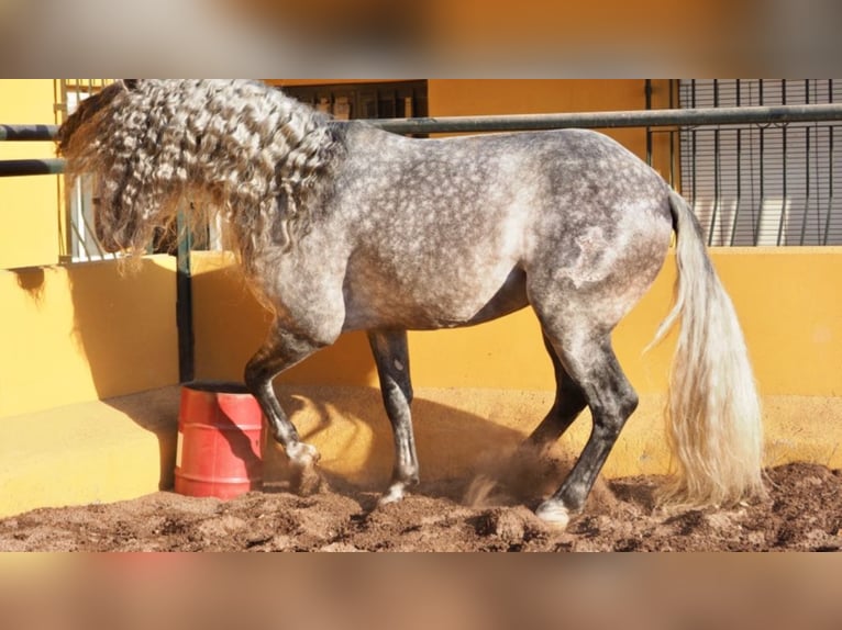 PRE Stallion 11 years 16,2 hh Gray in NAVAS DEL MADRONO