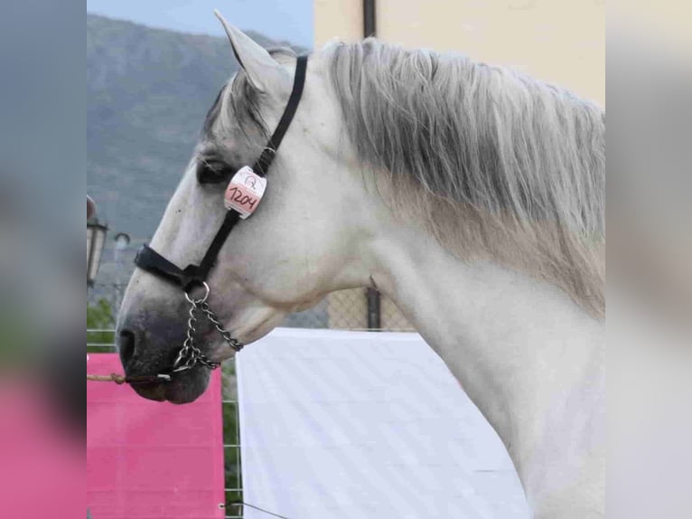 PRE Mix Stallion 11 years 16,2 hh Gray in MADRID