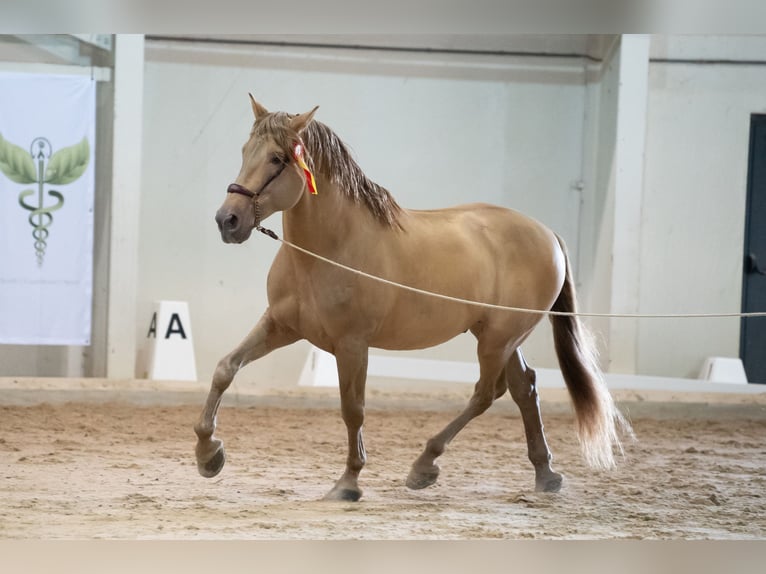 PRE Mix Stallion 11 years 16.2 hh Pearl in Dochamps