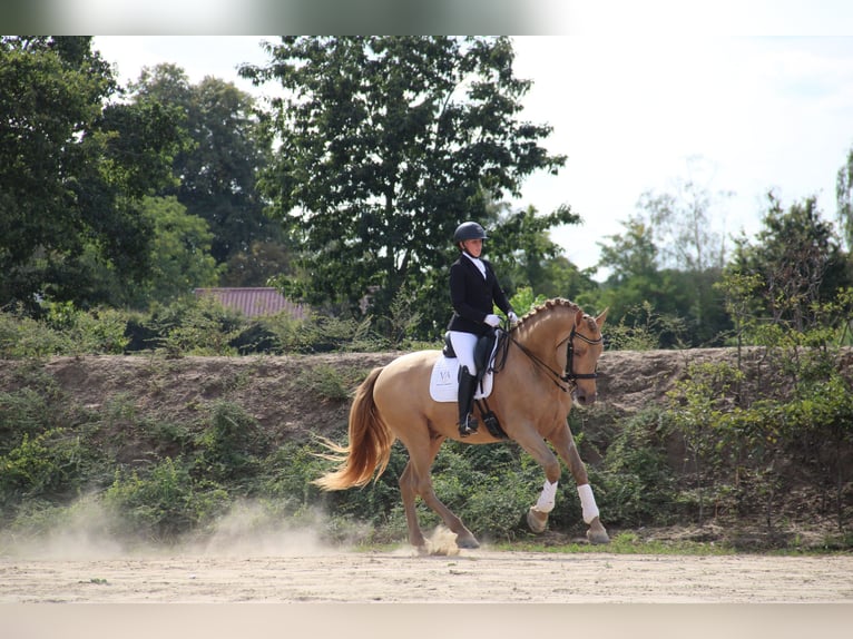 PRE Mix Stallion 11 years 16.2 hh Pearl in Dochamps