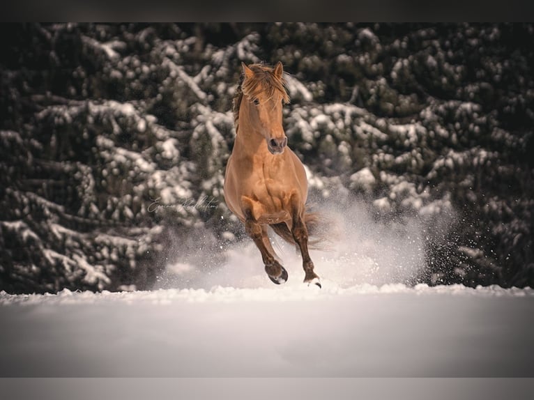 PRE Mix Stallion 11 years 16.2 hh Pearl in Dochamps