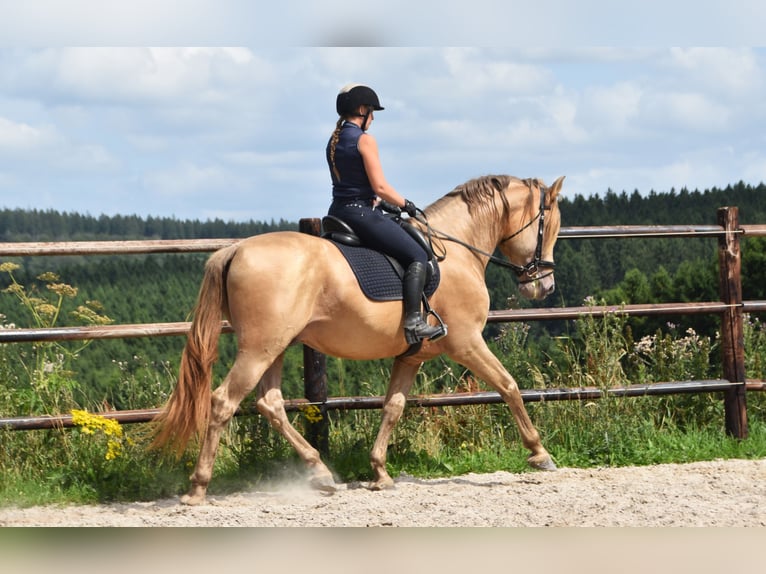 PRE Mix Stallion 11 years 16.2 hh Pearl in Dochamps