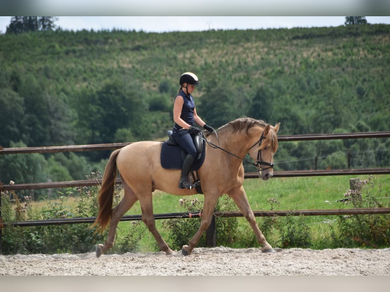 PRE Mix Stallion 11 years 16.2 hh Pearl in Dochamps