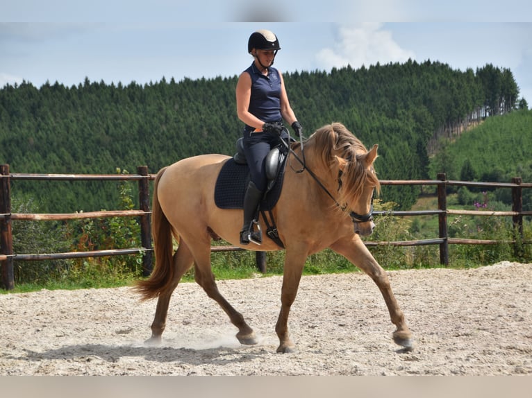 PRE Mix Stallion 11 years 16.2 hh Pearl in Dochamps