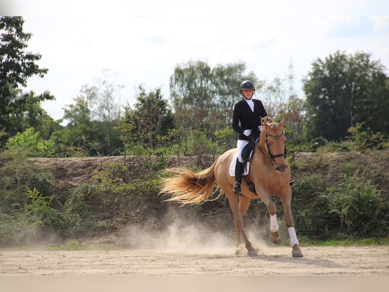 PRE Mix Stallion 11 years 16.2 hh Pearl in Dochamps