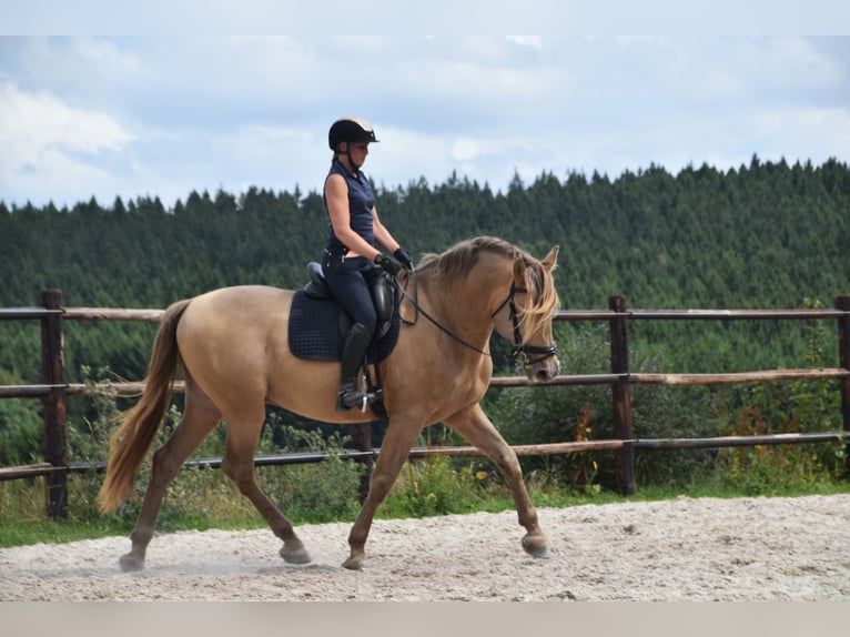 PRE Mix Stallion 11 years 16.2 hh Pearl in Dochamps