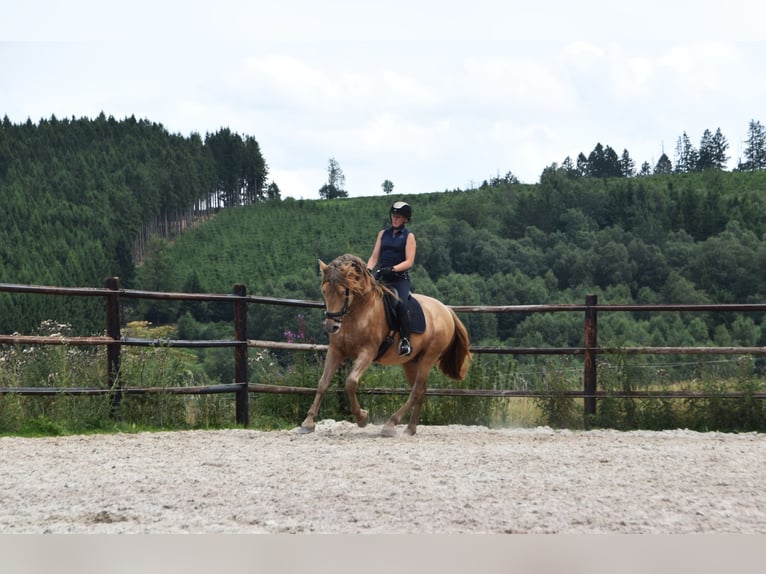 PRE Mix Stallion 11 years 16.2 hh Pearl in Dochamps