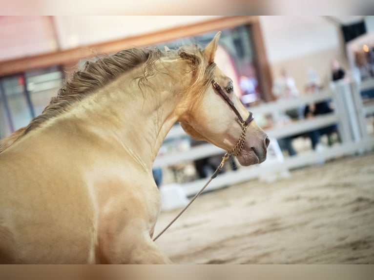 PRE Stallion 11 years 16.2 hh Pearl in Manhay