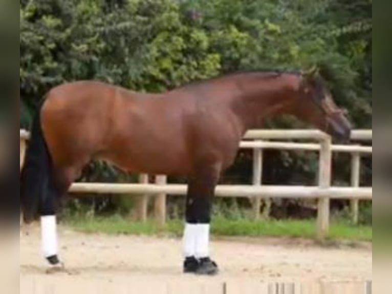 PRE Mix Stallion 11 years 16 hh Bay in Gijon