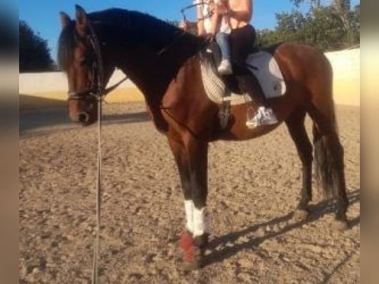 PRE Mix Stallion 11 years 16 hh Bay in Gijon