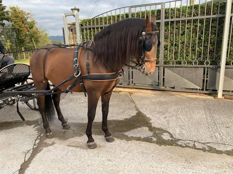 PRE Mix Stallion 11 years 16 hh Brown in San Sebastián