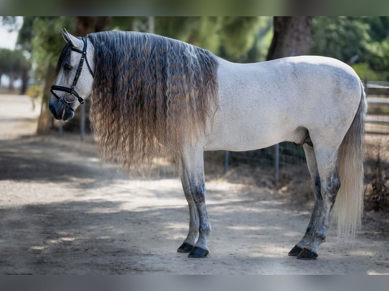 PRE Mix Stallion 11 years 16 hh in Jerez de la Frontera
