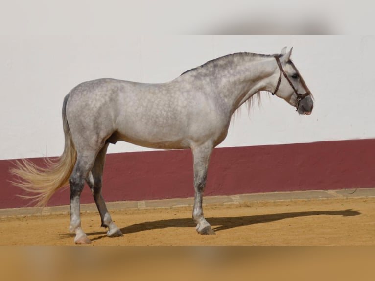PRE Stallion 11 years 16 hh Gray in NAVAS DEL MADRONO