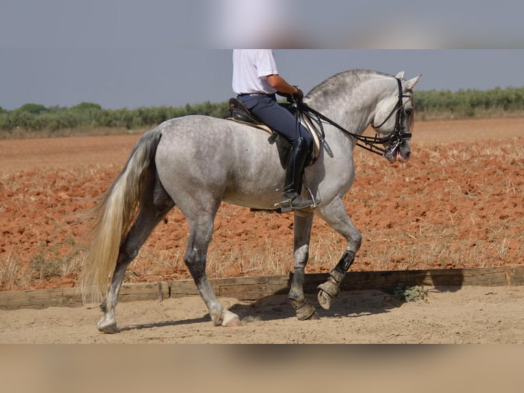 PRE Stallion 11 years 16 hh Gray in NAVAS DEL MADRONO
