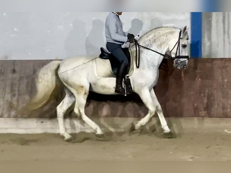 PRE Mix Stallion 11 years 16 hh Gray in San Martín De la Vega