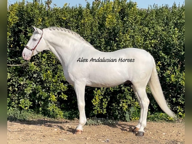 PRE Mix Stallion 11 years 16 hh White in Sevilla