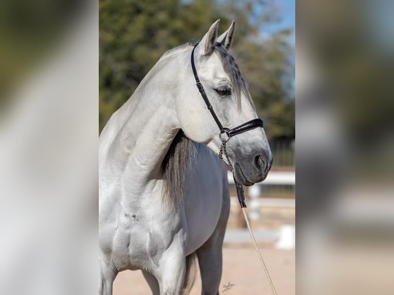 PRE Stallion 11 years 16,1 hh Grey in El Carllar