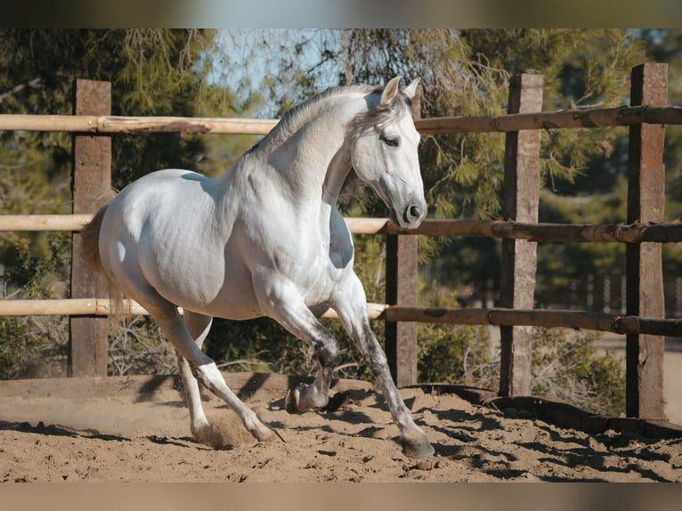 PRE Stallion 11 years 16,1 hh Grey in El Carllar
