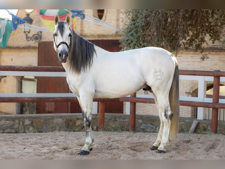 PRE Stallion 11 years 16,1 hh Grey in El Carllar