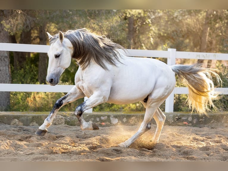 PRE Stallion 11 years 16,1 hh Grey in El Carllar