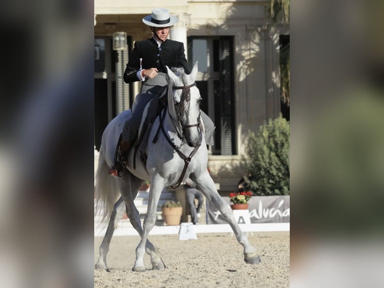 PRE Stallion 11 years 16,1 hh Grey in Jerez De La Frontera