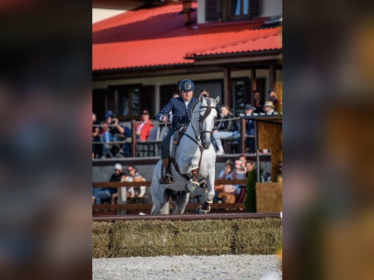 PRE Stallion 11 years 16,1 hh Grey in Jerez De La Frontera