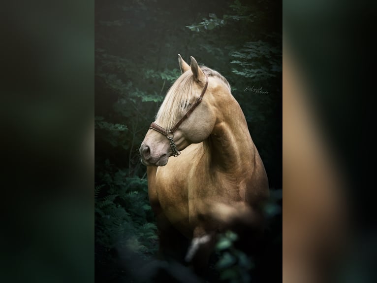 PRE Stallion 11 years 16,2 hh Pearl in Manhay