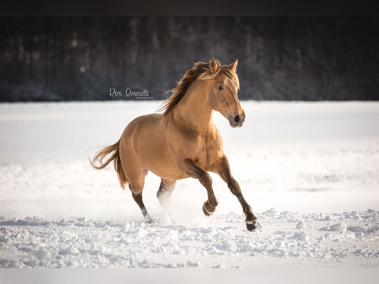 PRE Stallion 11 years 16,2 hh Pearl in Manhay
