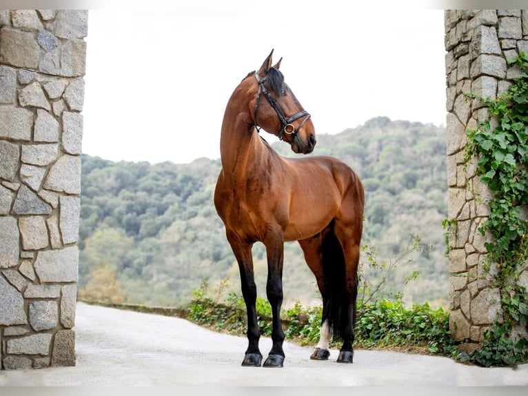 PRE Stallion 11 years 17 hh Bay in Palafolls