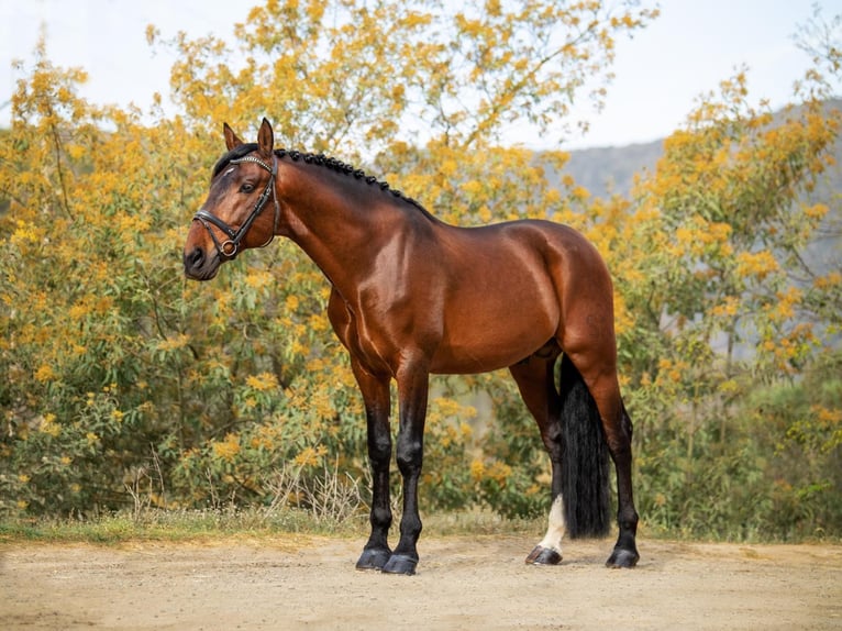 PRE Stallion 11 years 17 hh Bay in Palafolls