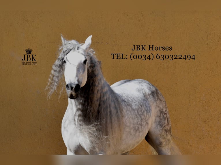 PRE Stallion 11 years 17 hh Gray in tabernas Almeria