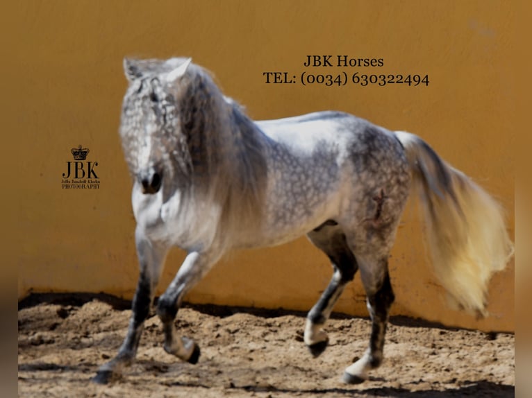 PRE Stallion 11 years 17 hh Gray in tabernas Almeria