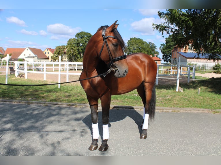 PRE Mix Stallion 11 years Brown in Uehlfeld