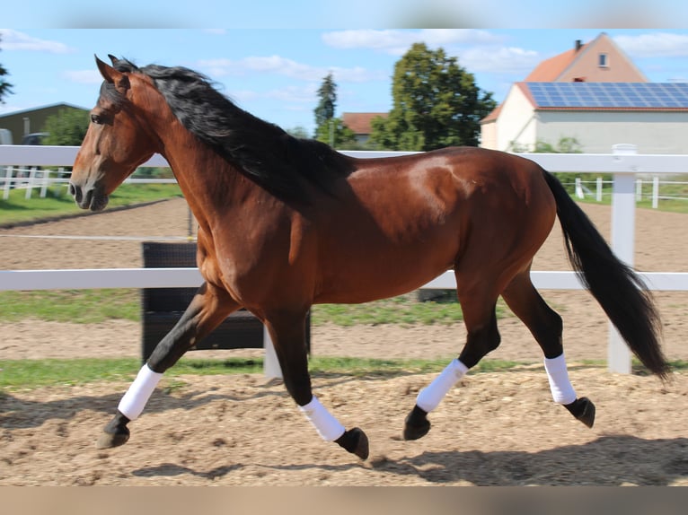 PRE Mix Stallion 11 years Brown in Uehlfeld