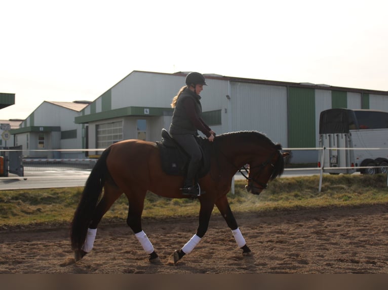 PRE Mix Stallion 11 years Brown in Uehlfeld